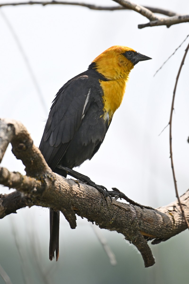 Yellow-headed Blackbird - ML612971833