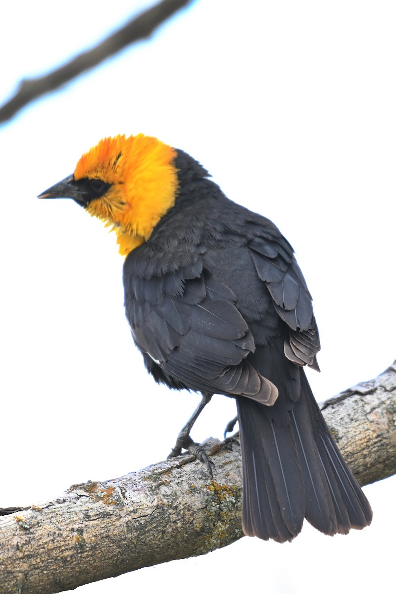 Yellow-headed Blackbird - ML612971834