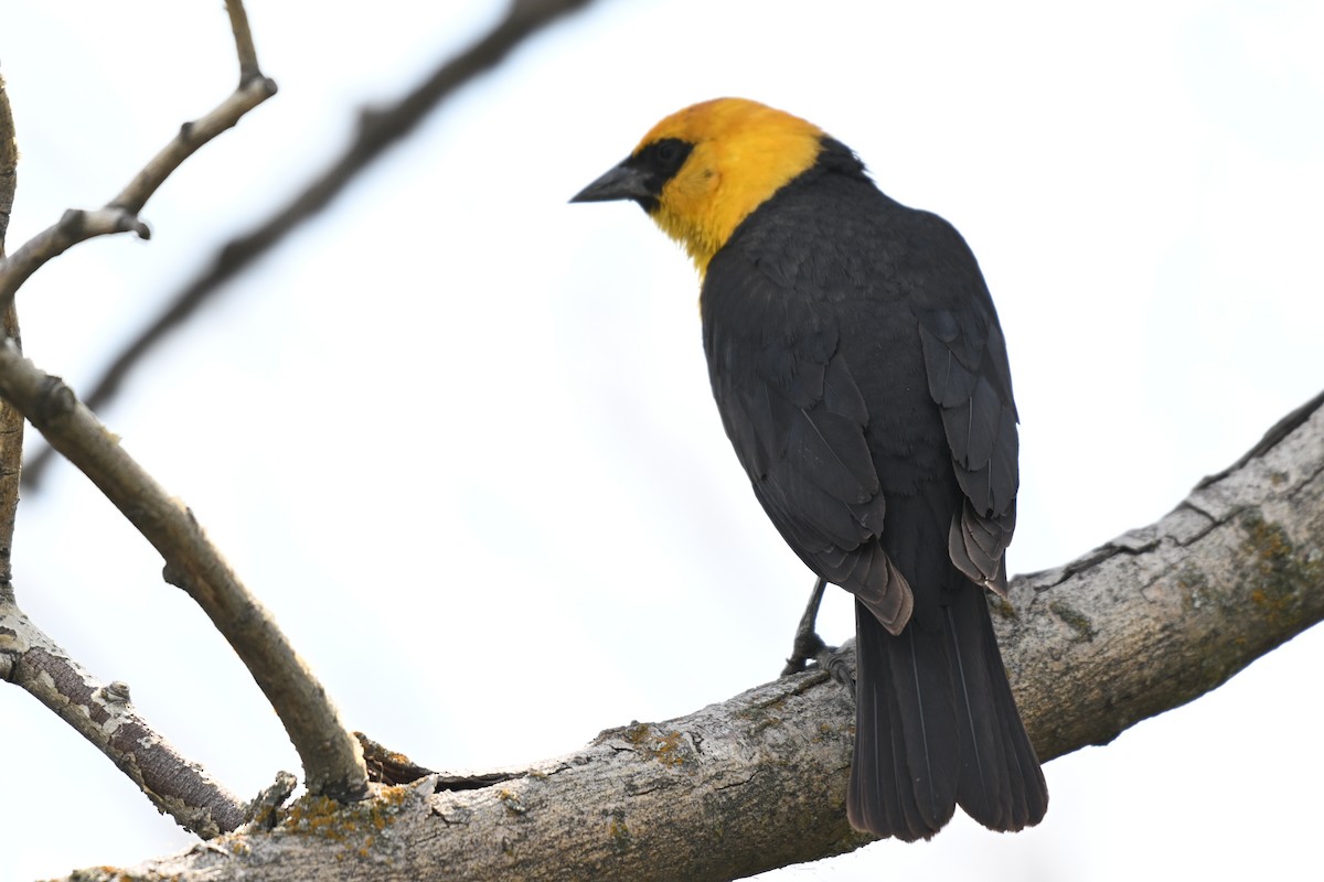 Yellow-headed Blackbird - ML612971835