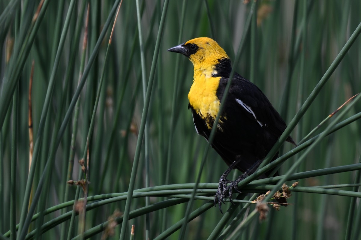 Yellow-headed Blackbird - ML612971836