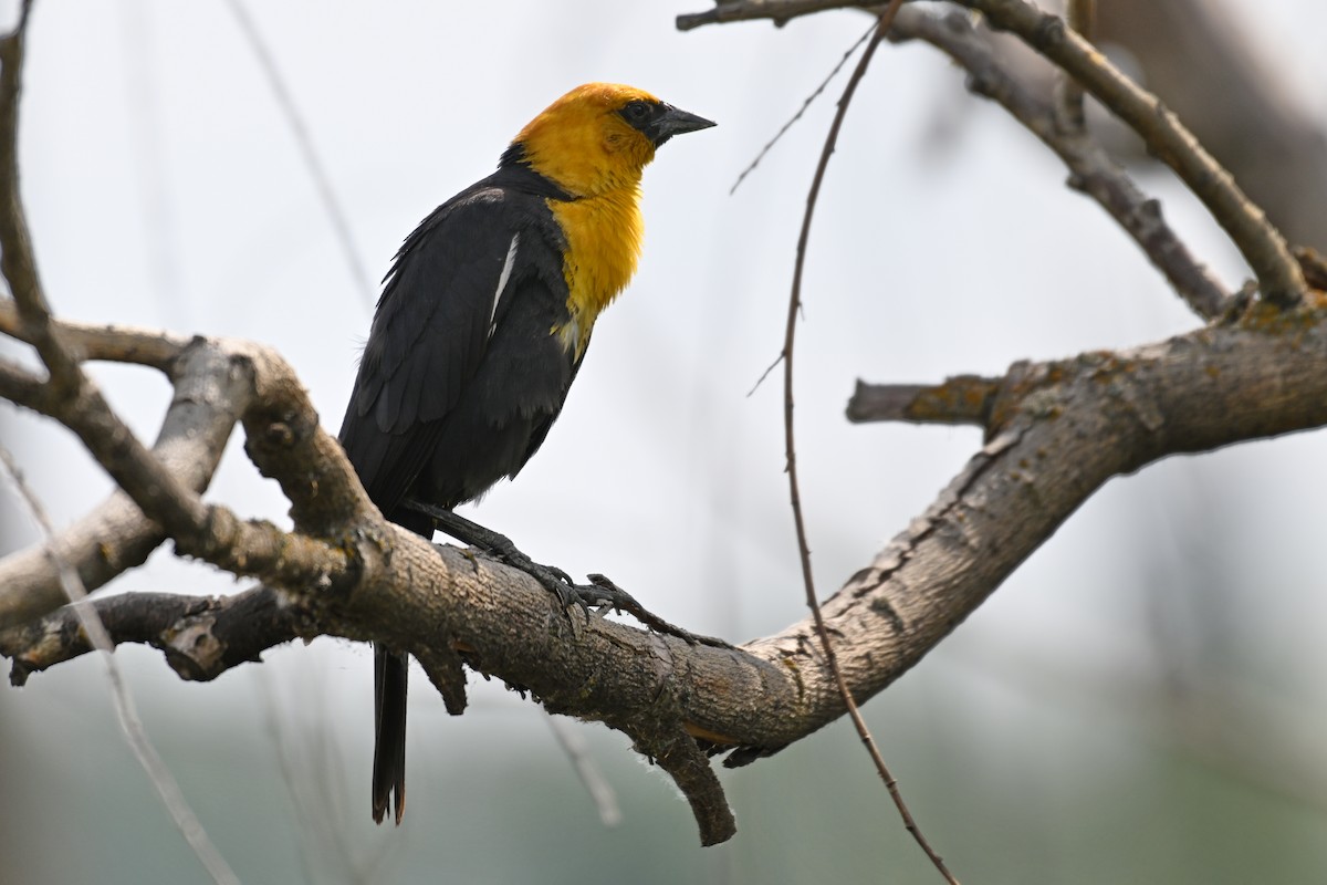 Yellow-headed Blackbird - ML612971838