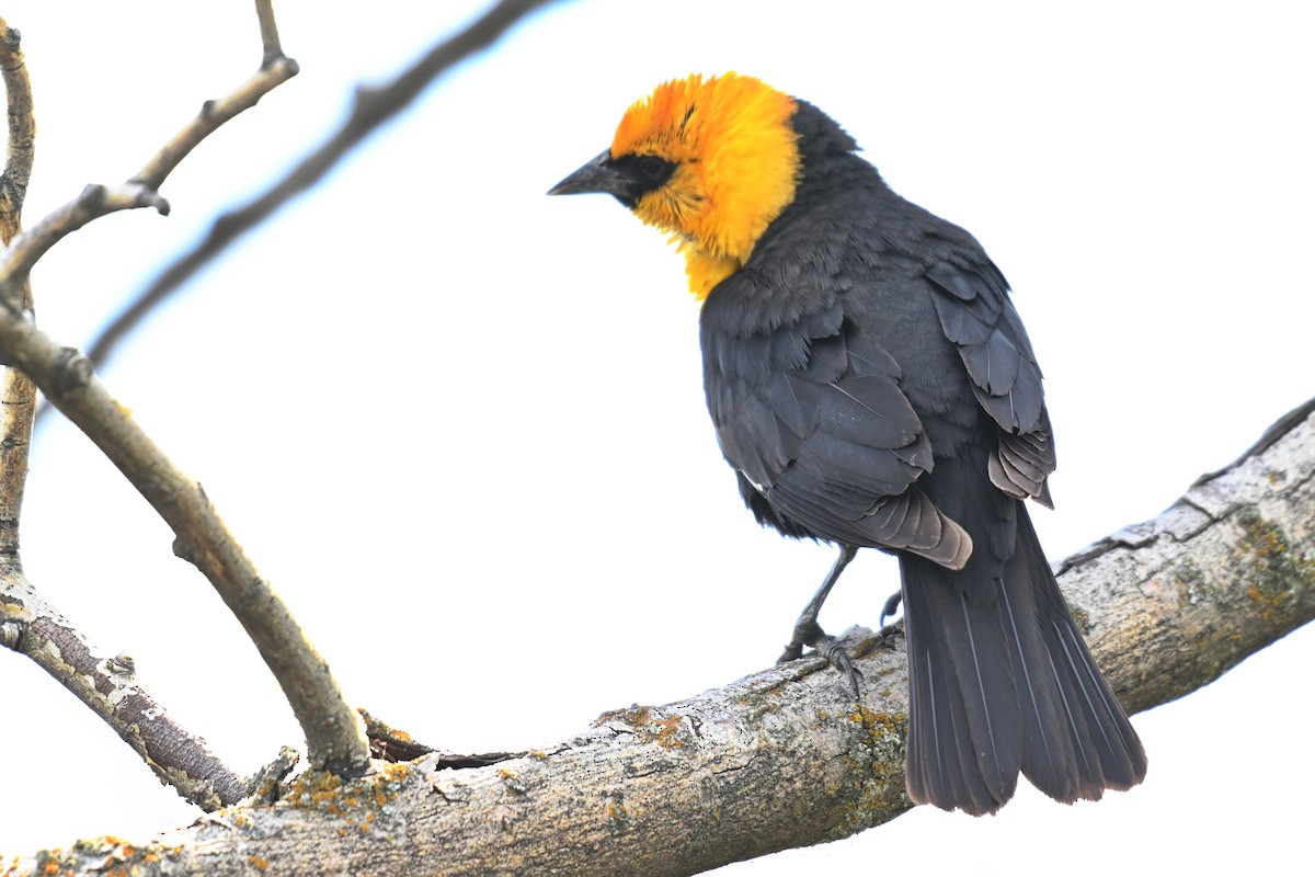 Yellow-headed Blackbird - ML612971839