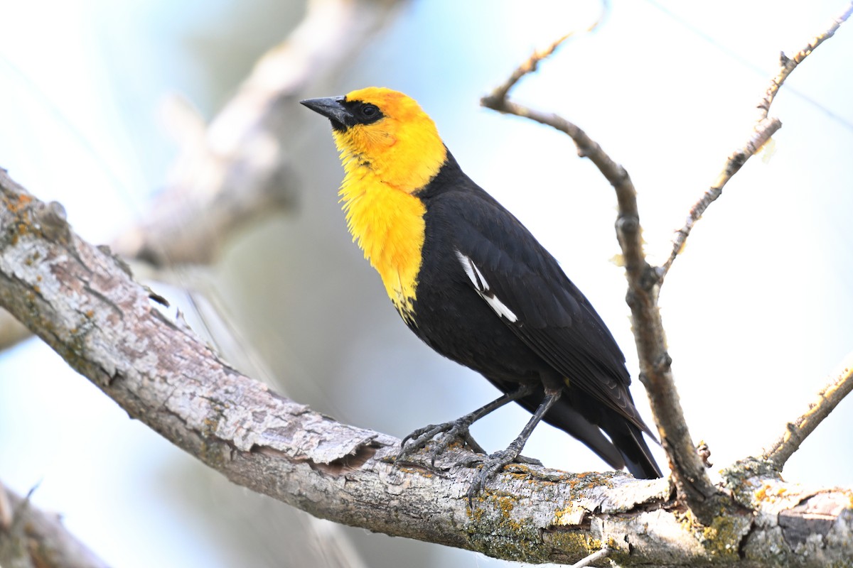 Yellow-headed Blackbird - ML612971840
