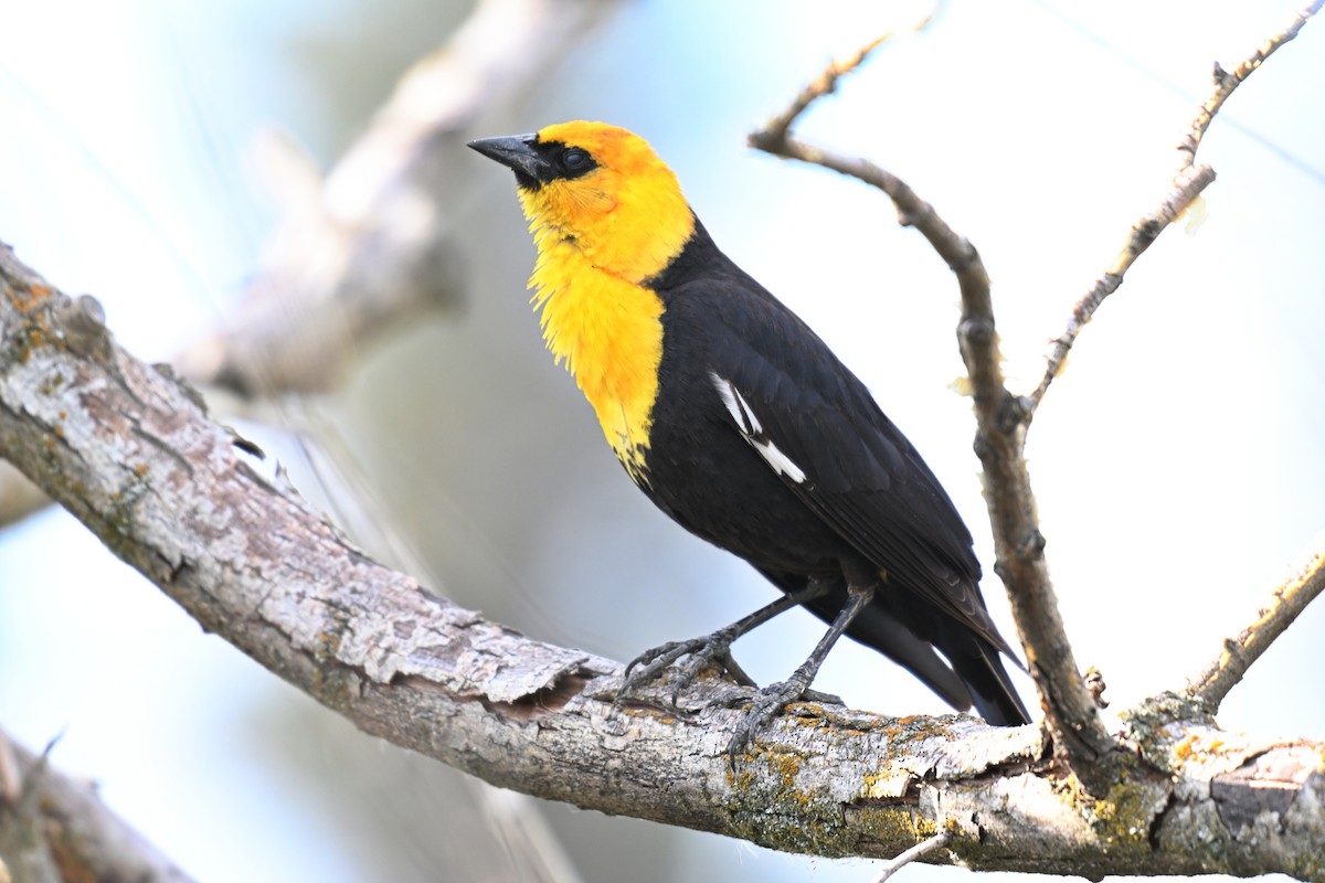 Yellow-headed Blackbird - ML612971841