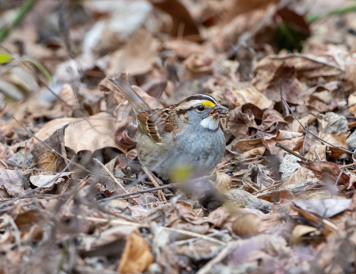 White-throated Sparrow - ML612971869