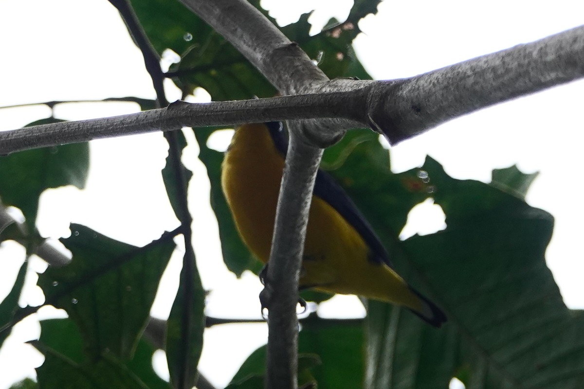 Thick-billed Euphonia - Anonymous User
