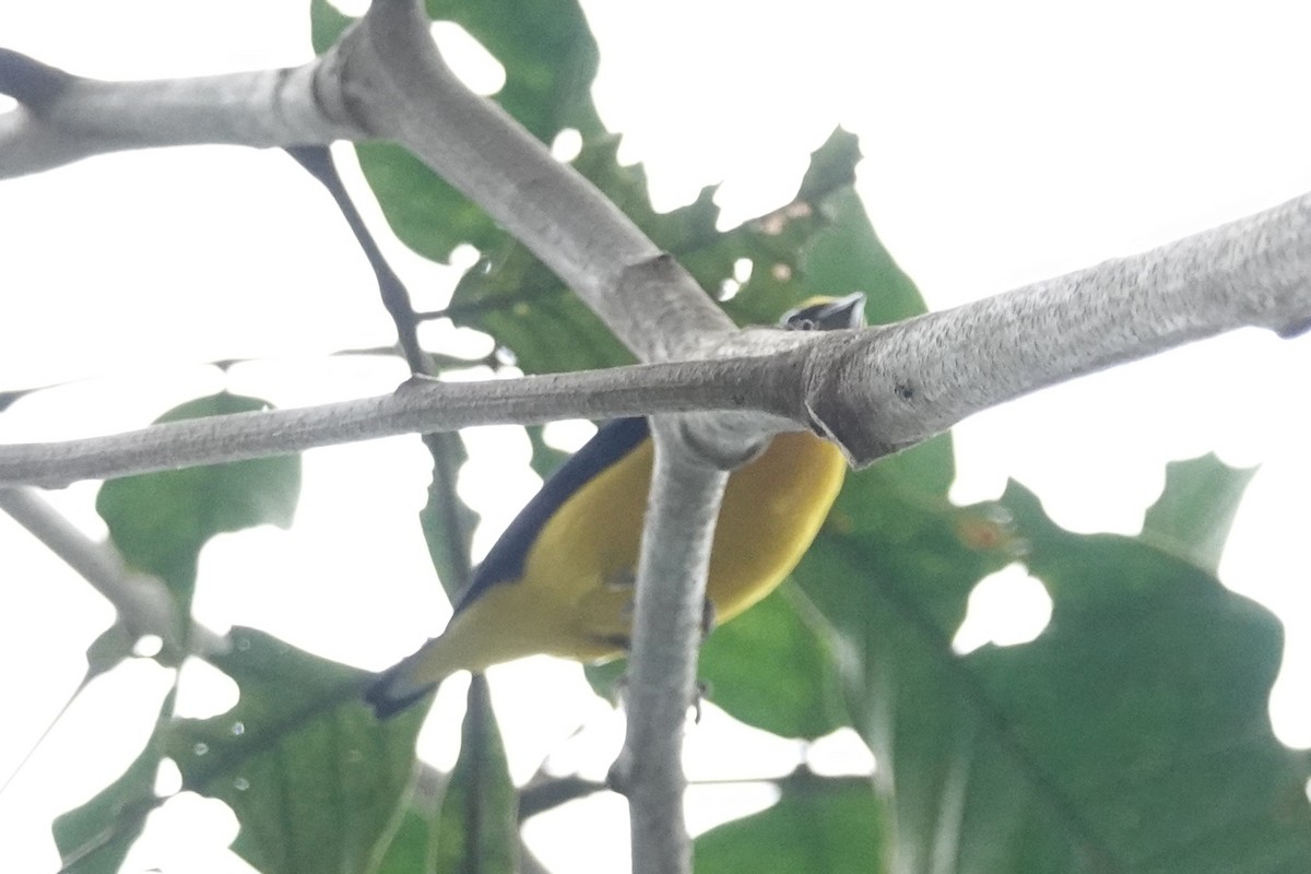 Thick-billed Euphonia - Anonymous User