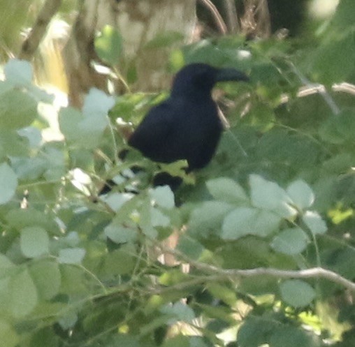 Slender-billed Crow - ML612972013