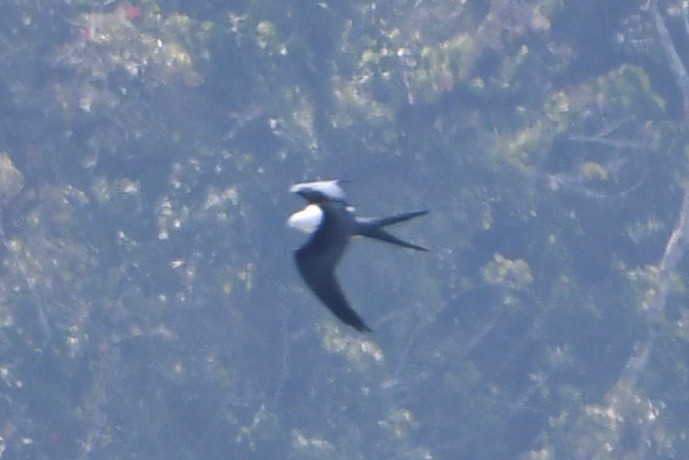 Swallow-tailed Kite - ML612972035