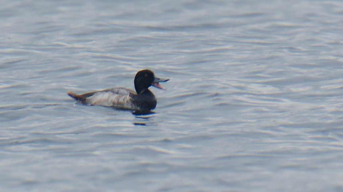Greater Scaup - ML612972205