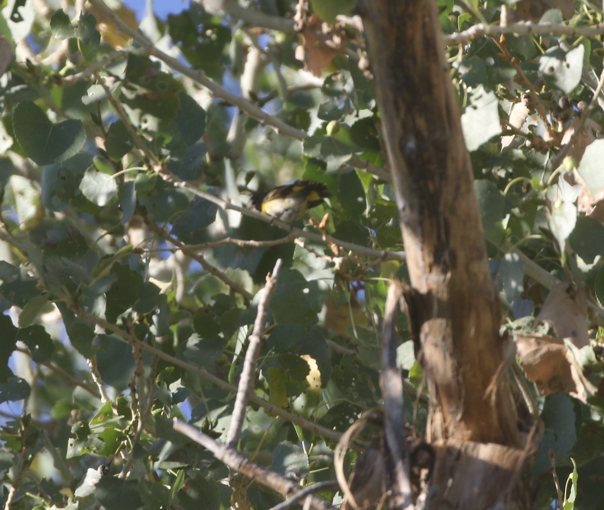 American Redstart - logan kahle
