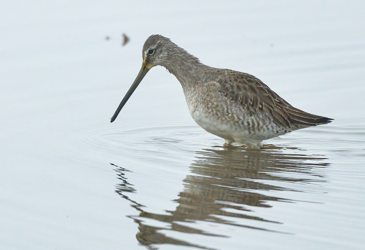 Long-billed Dowitcher - ML612972497