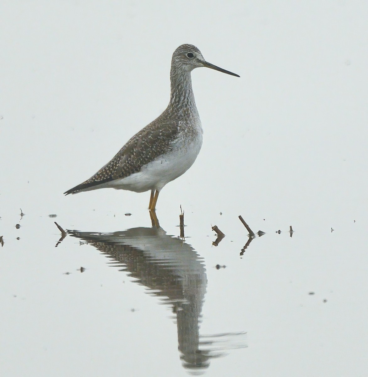 Greater Yellowlegs - Jerry Ting