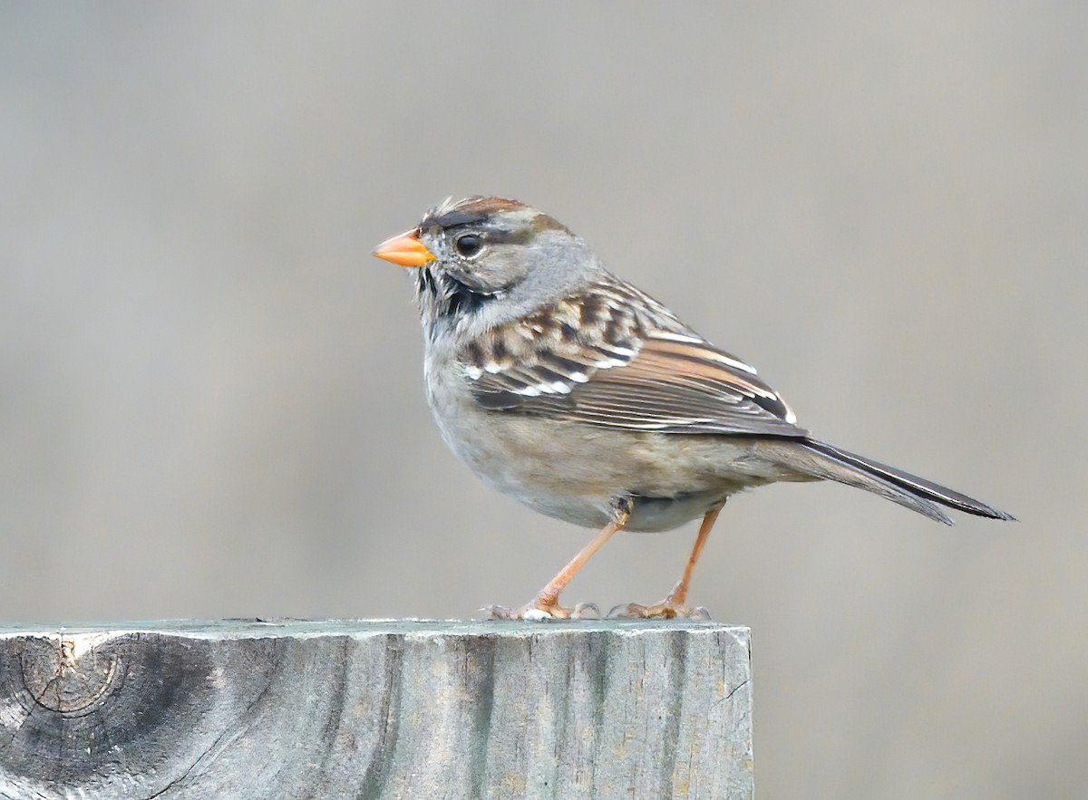 White-crowned Sparrow - ML612972513