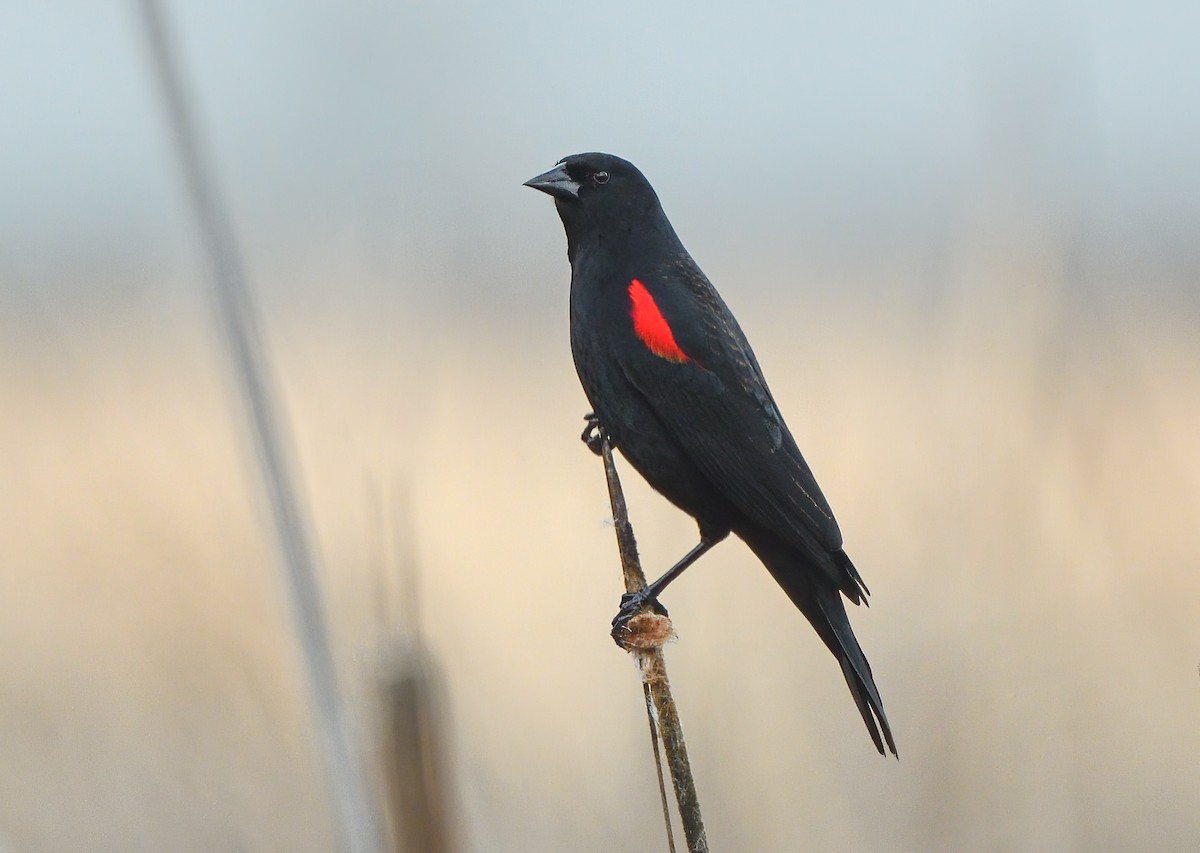 Red-winged Blackbird - ML612972529