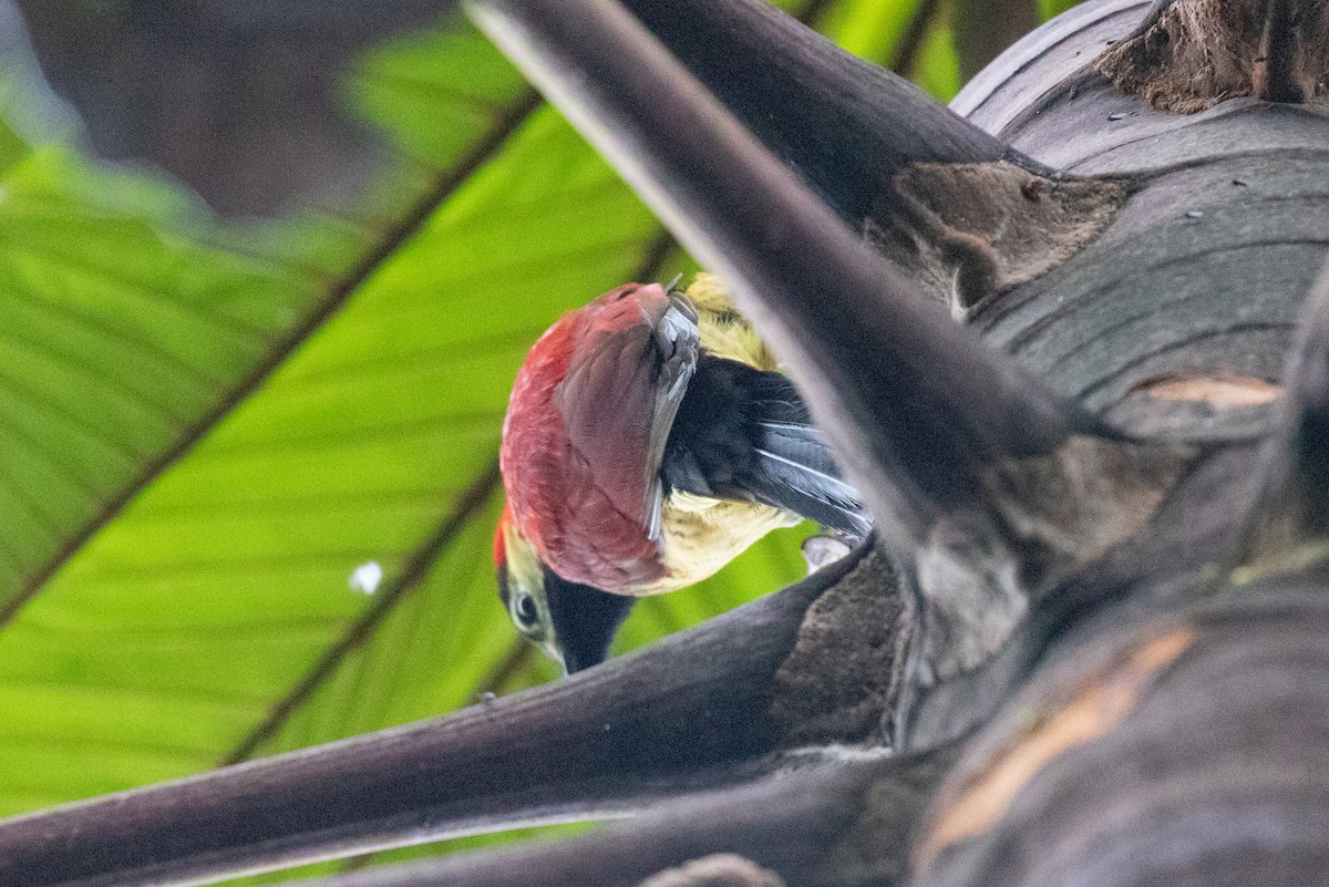Crimson-mantled Woodpecker (Crimson-mantled) - ML612972864