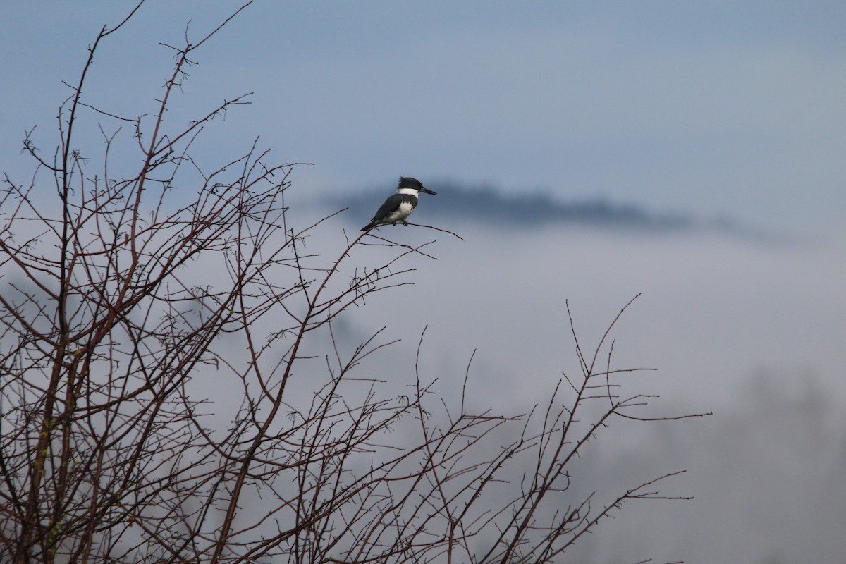 Belted Kingfisher - ML612972911