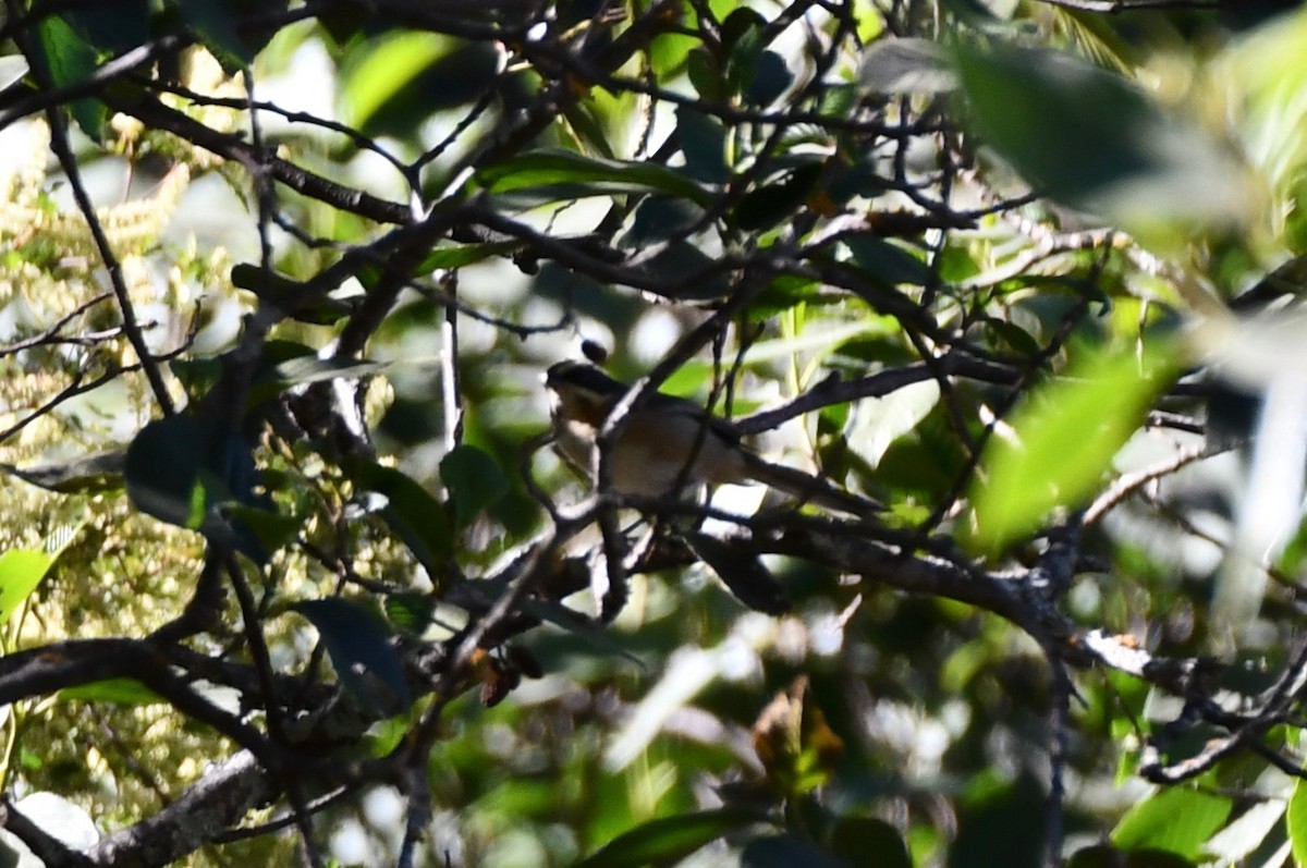 Plain-tailed Warbling Finch - ML612973024