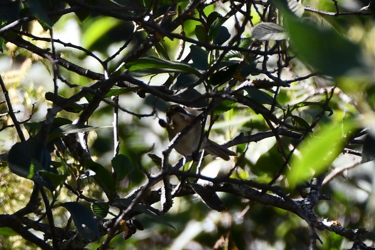 Plain-tailed Warbling Finch - ML612973025