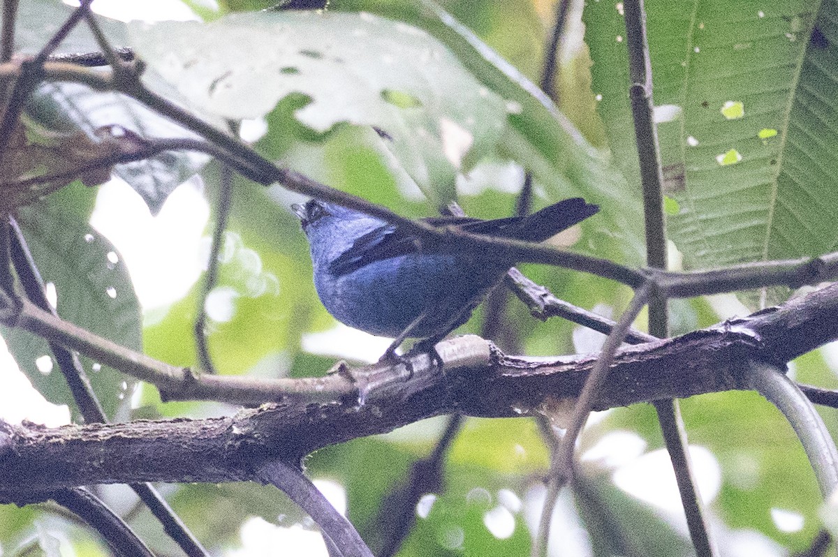 Blue-and-black Tanager (Blue-and-black) - ML612973037