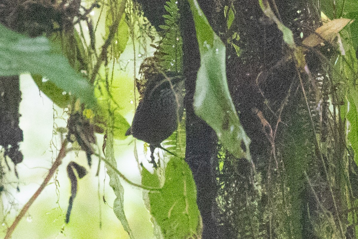 Gri Göğüslü Çıtkuşu (leucophrys/boliviana) - ML612973119