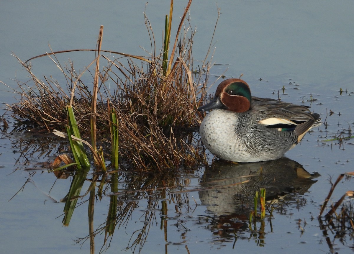 Green-winged Teal - ML612973403