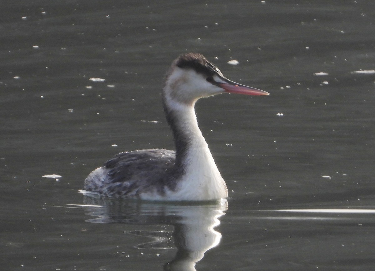 Great Crested Grebe - ML612973406