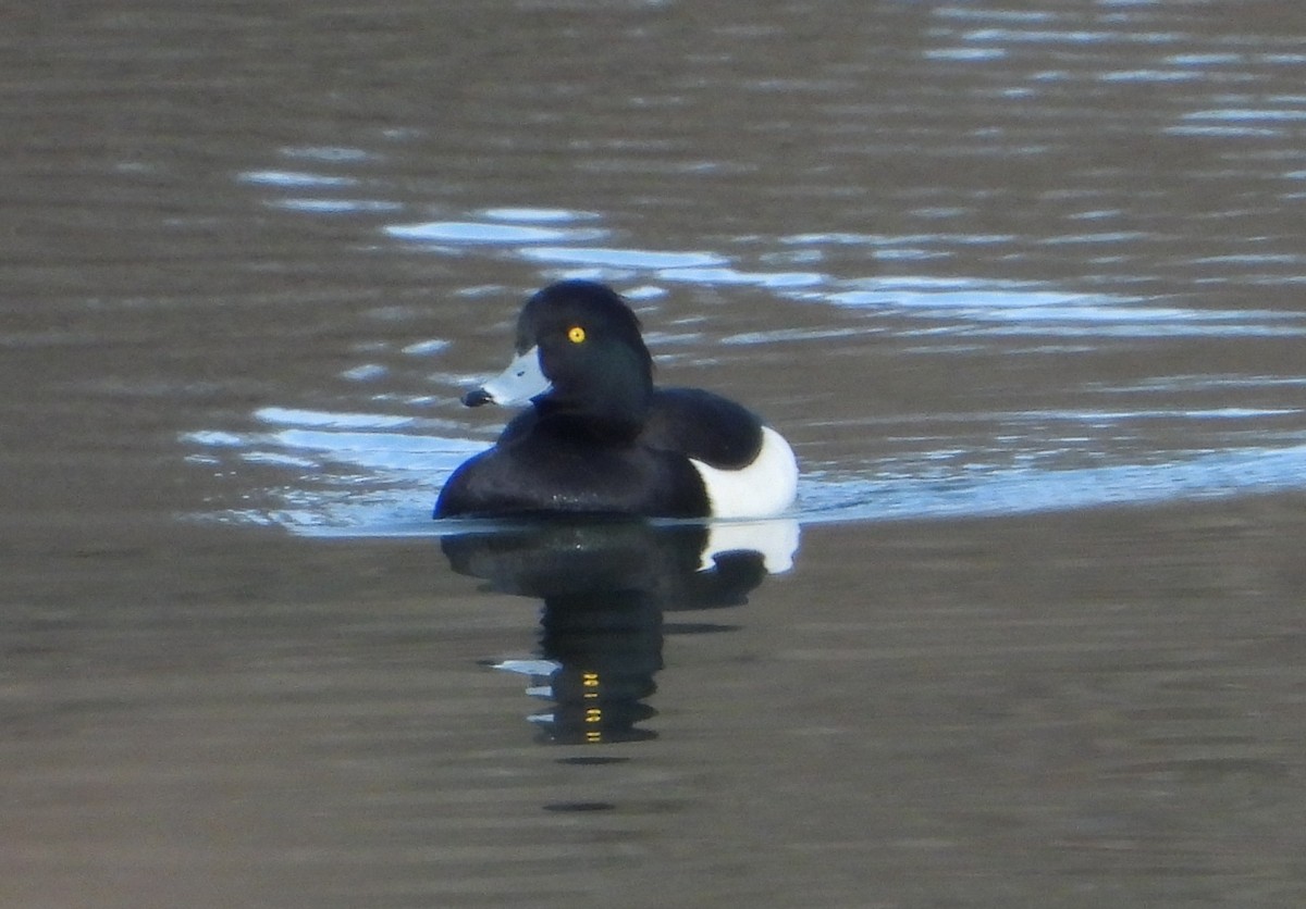 Tufted Duck - ML612973438