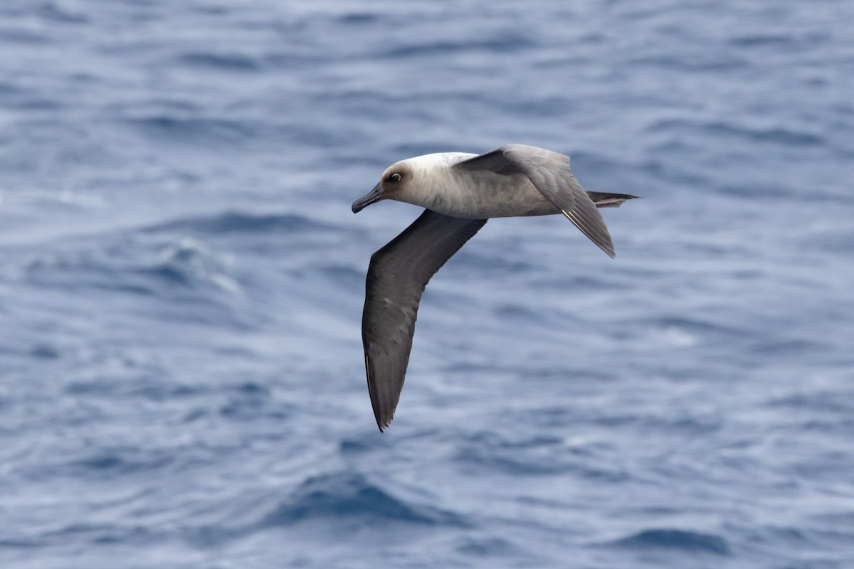 Light-mantled Albatross - Dan Pendavingh