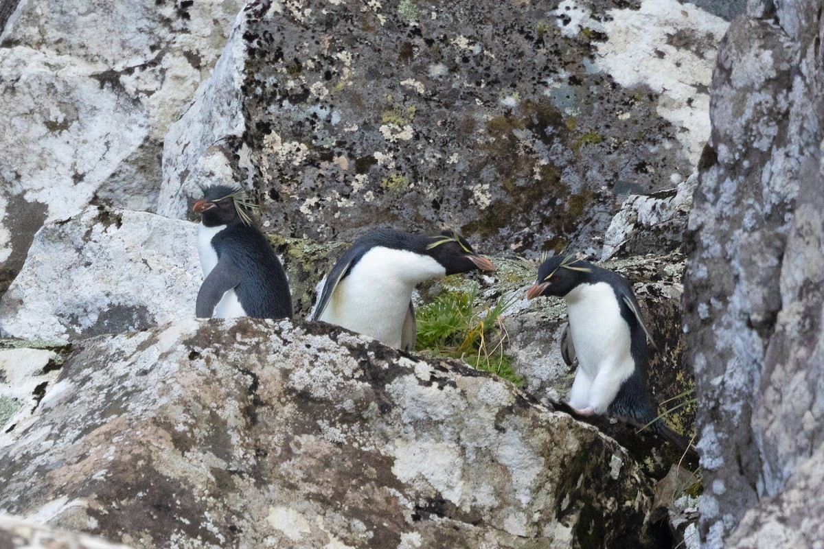 Southern Rockhopper Penguin - Dan Pendavingh
