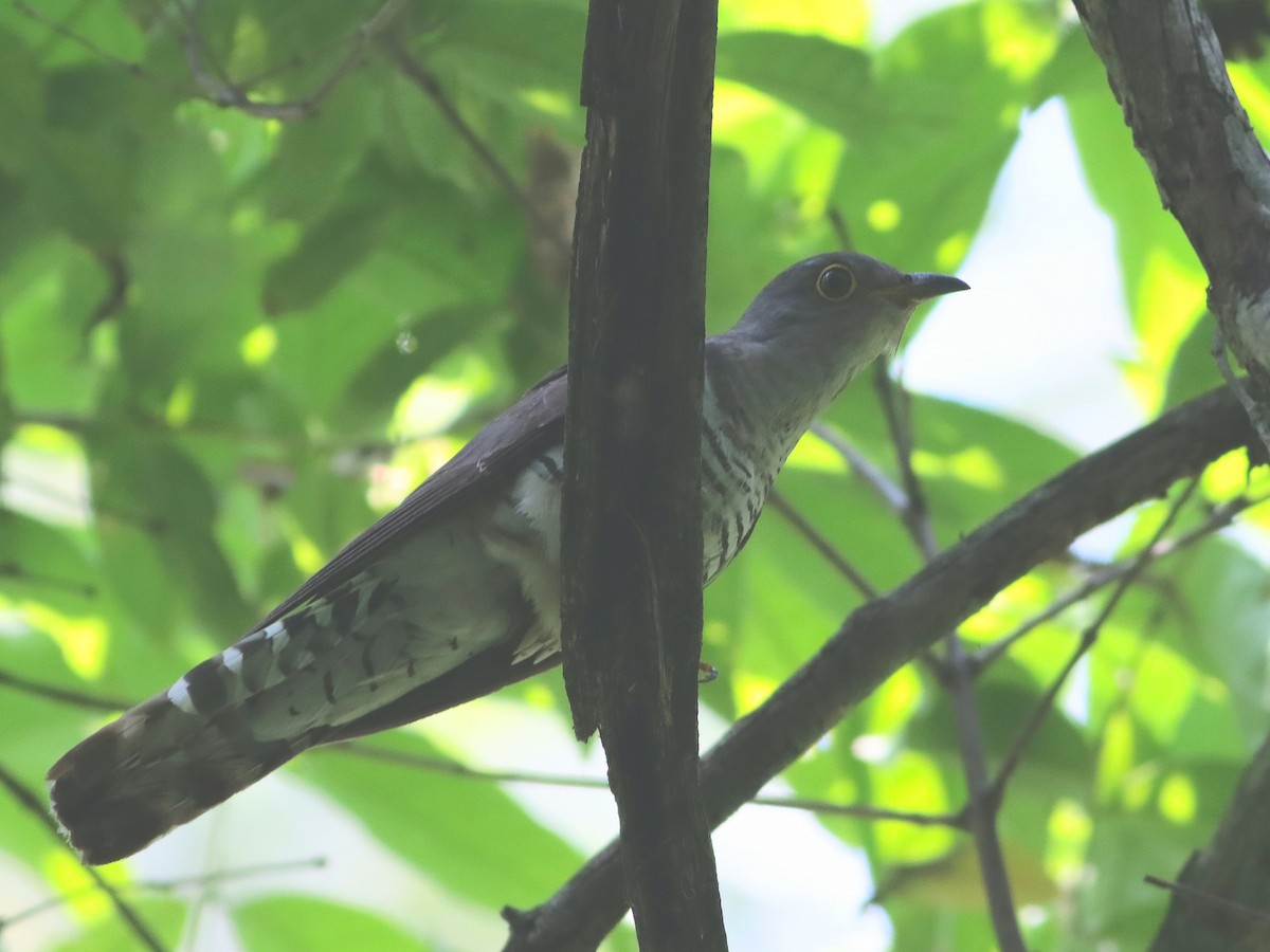 Indian Cuckoo - Niladri Kundu