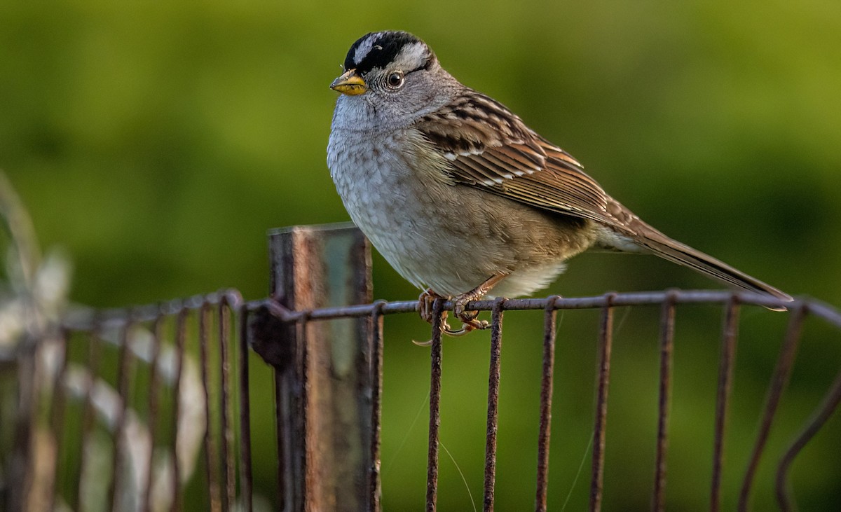 White-crowned Sparrow - ML612973723