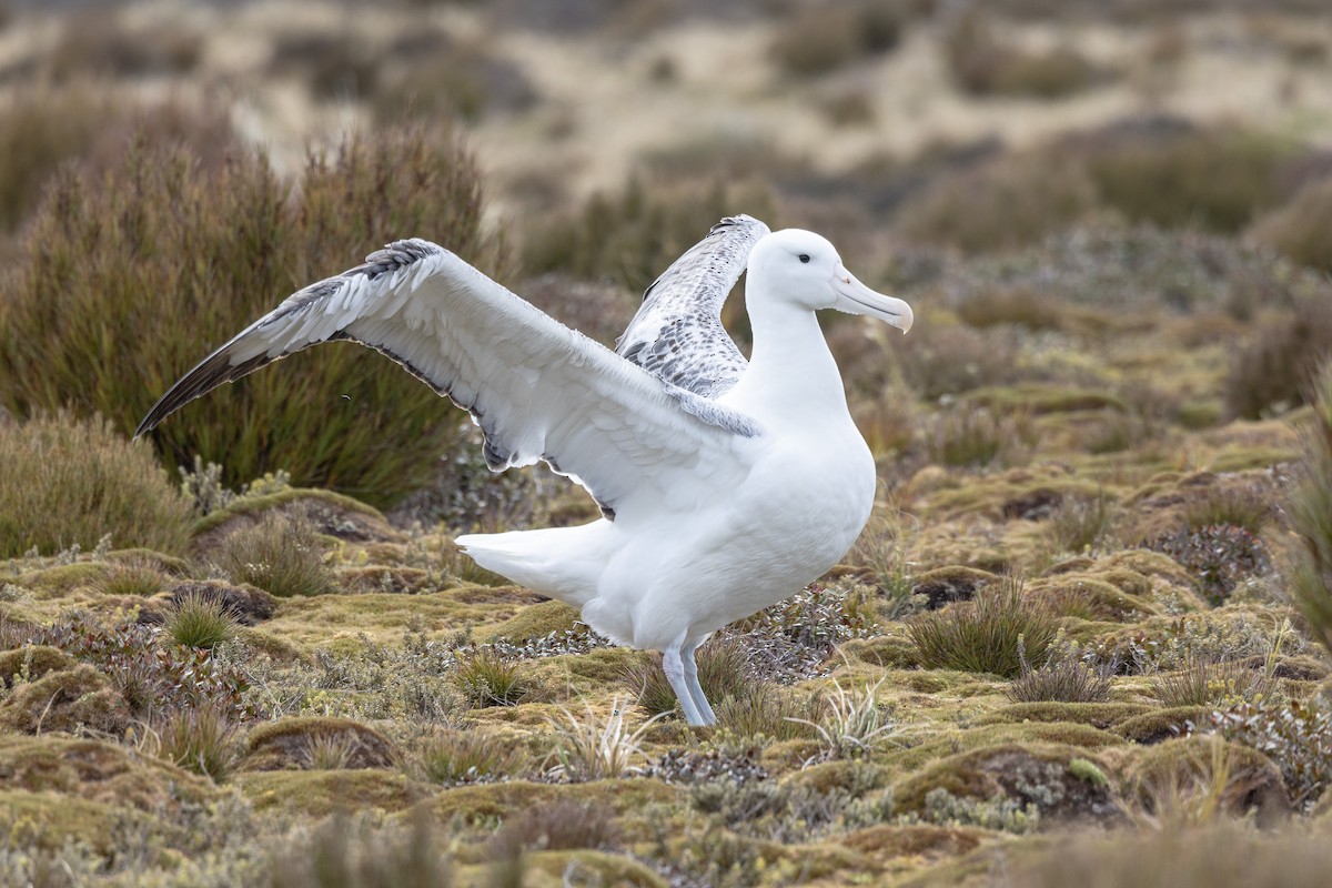 Southern Royal Albatross - Dan Pendavingh
