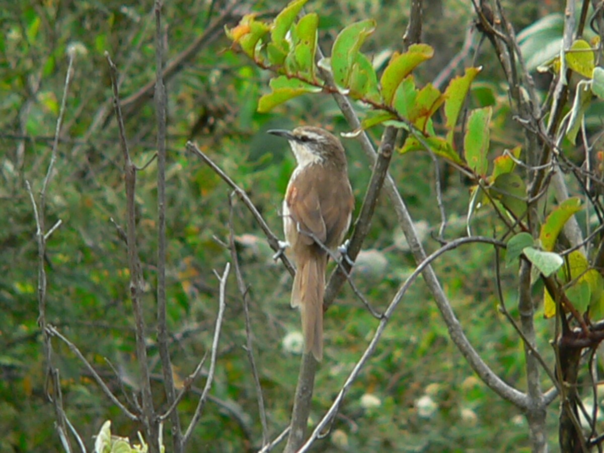 Great Spinetail - ML612974177