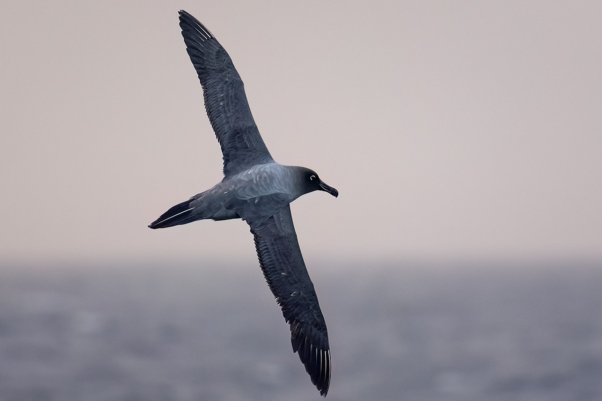 Light-mantled Albatross - Julie Edgley