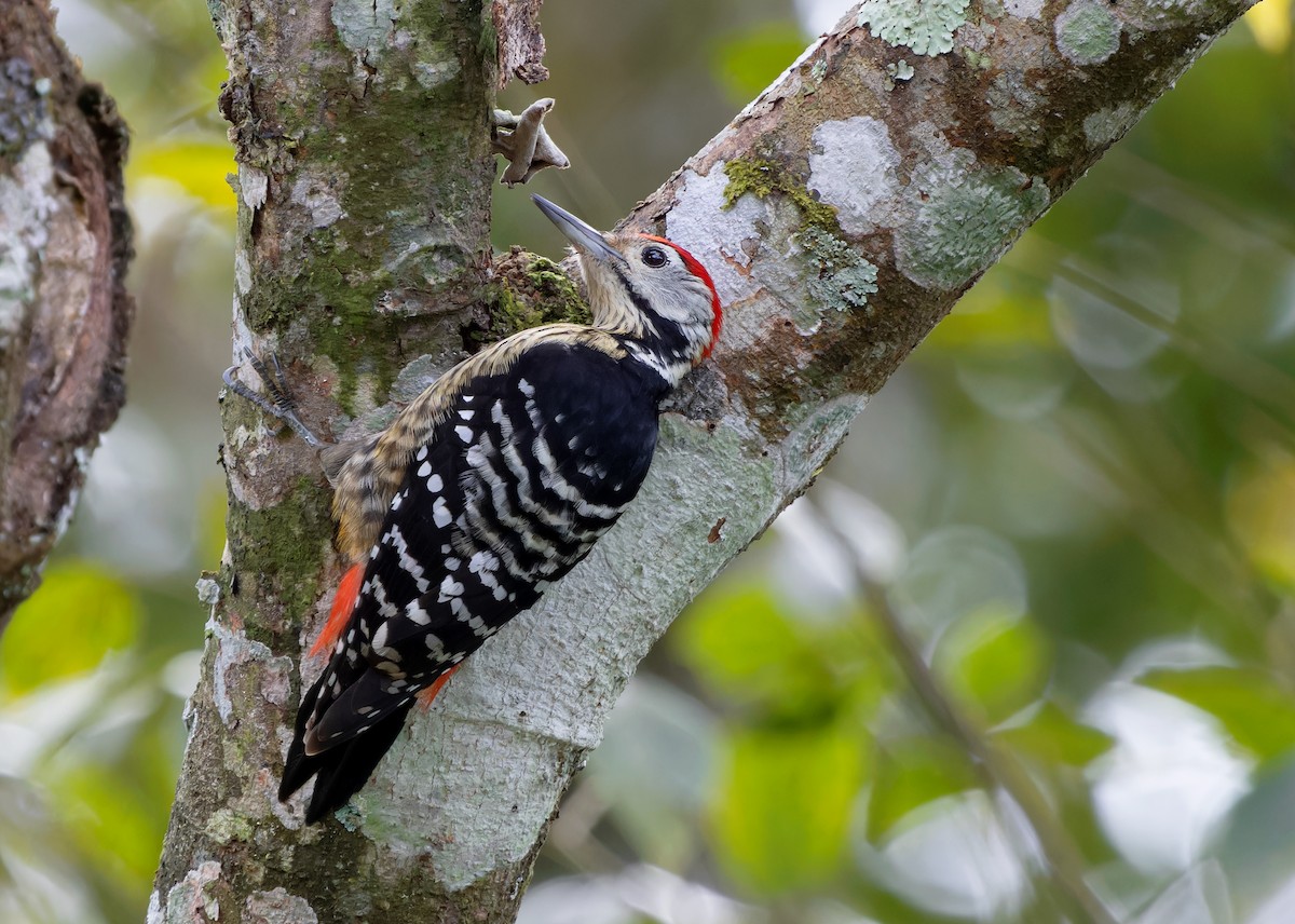 Stripe-breasted Woodpecker - Ayuwat Jearwattanakanok