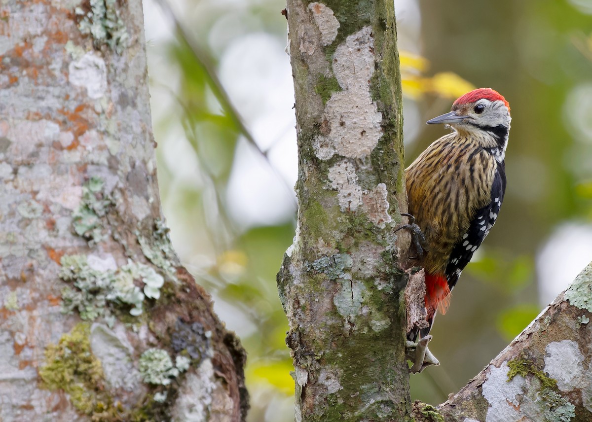 Stripe-breasted Woodpecker - ML612974570