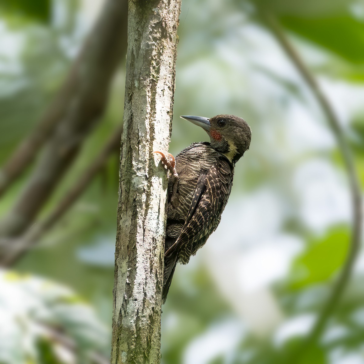 Buff-necked Woodpecker - ML612974928