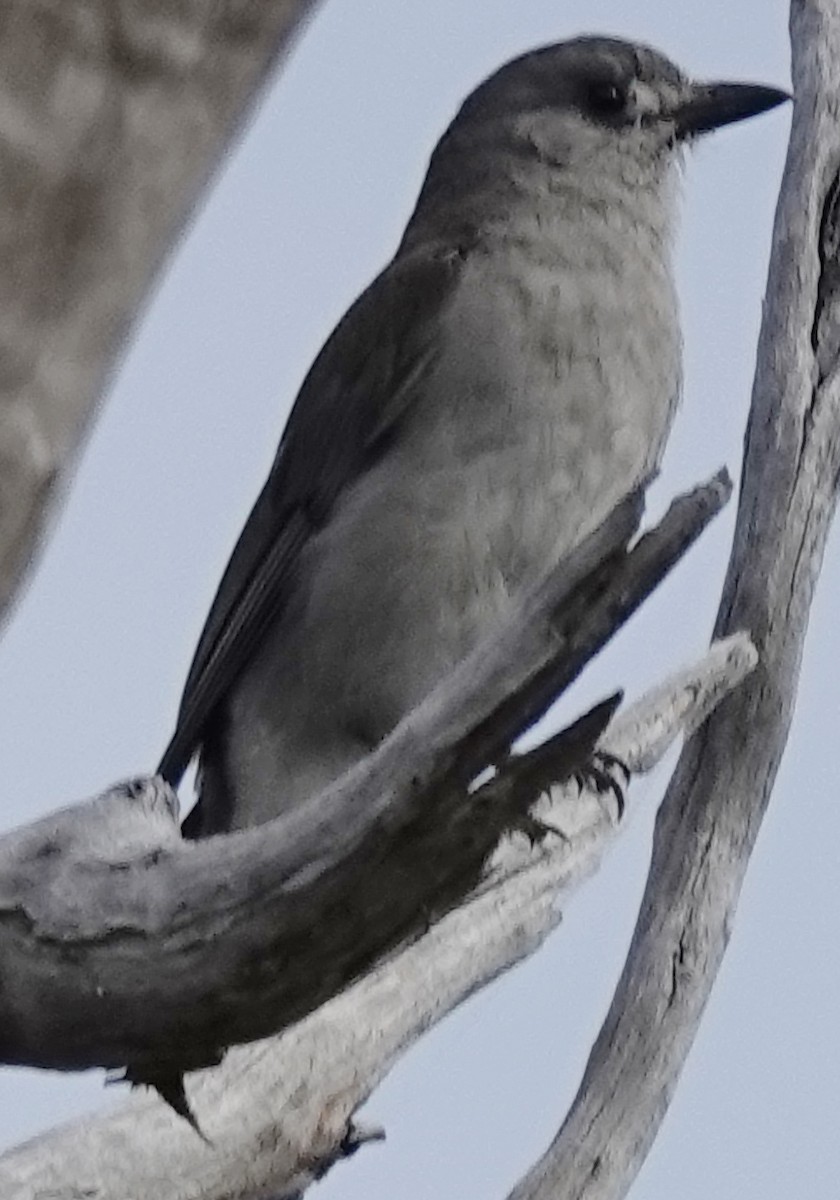 EBird Checklist 2 Jan 2024 Grass Tree Rest Area 1 Species   1200