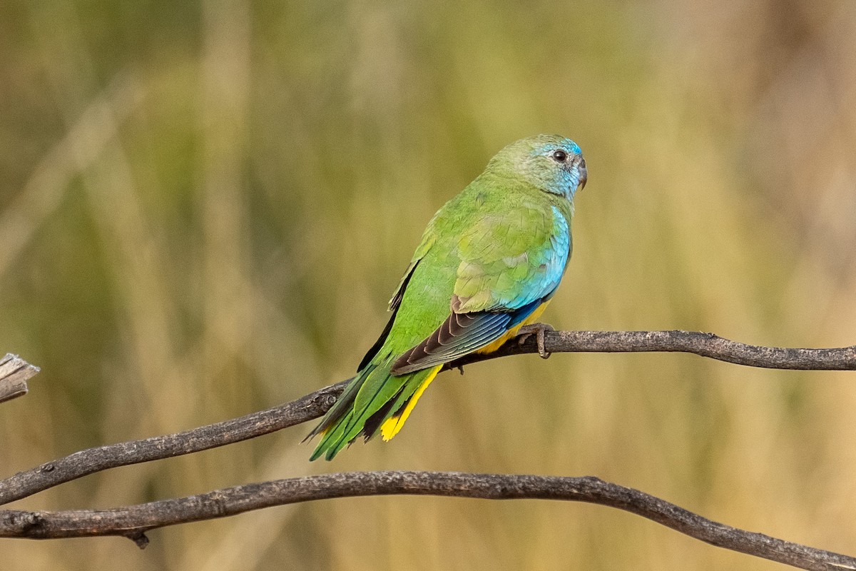 Scarlet-chested Parrot - ML612975540