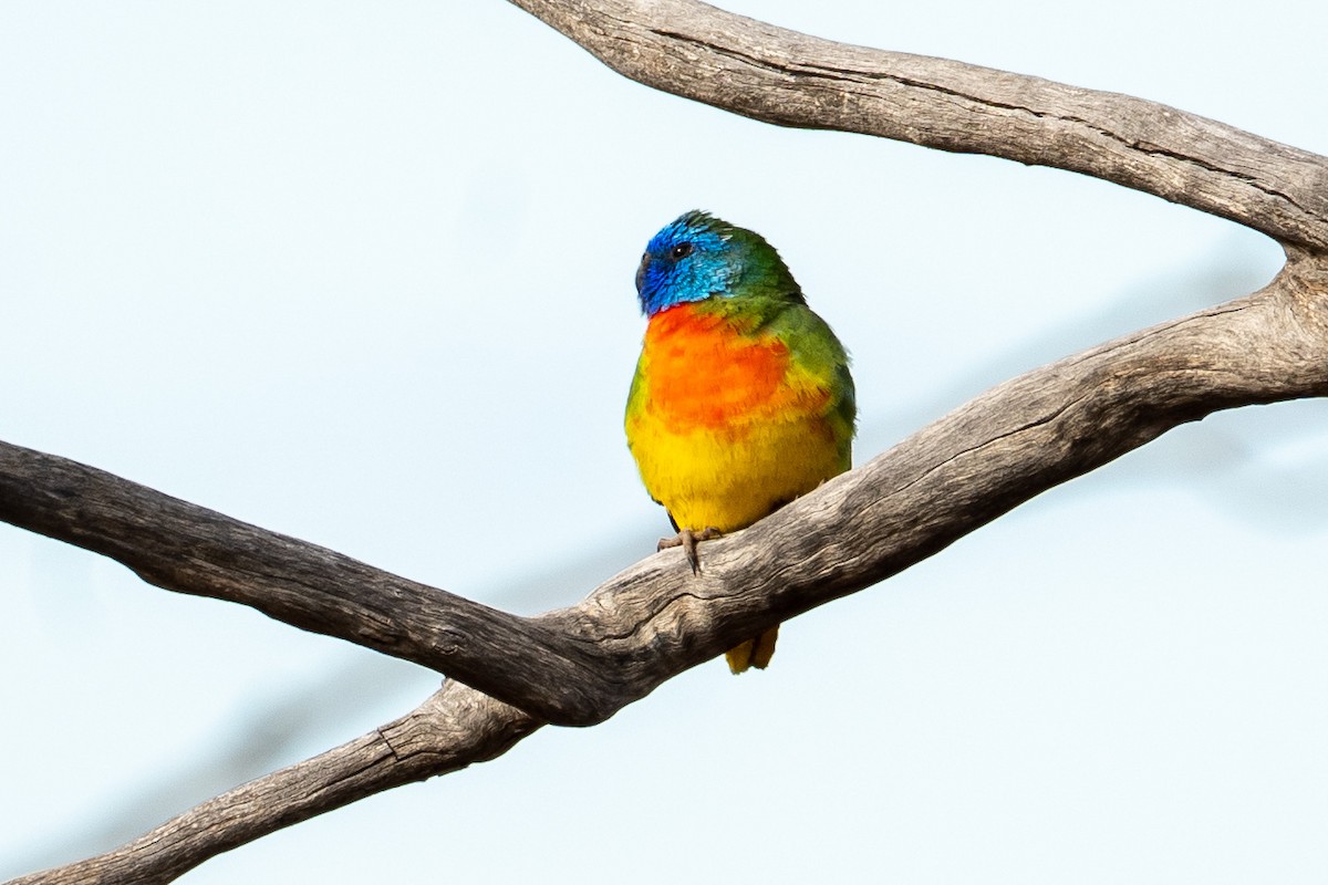 Scarlet-chested Parrot - ML612975545