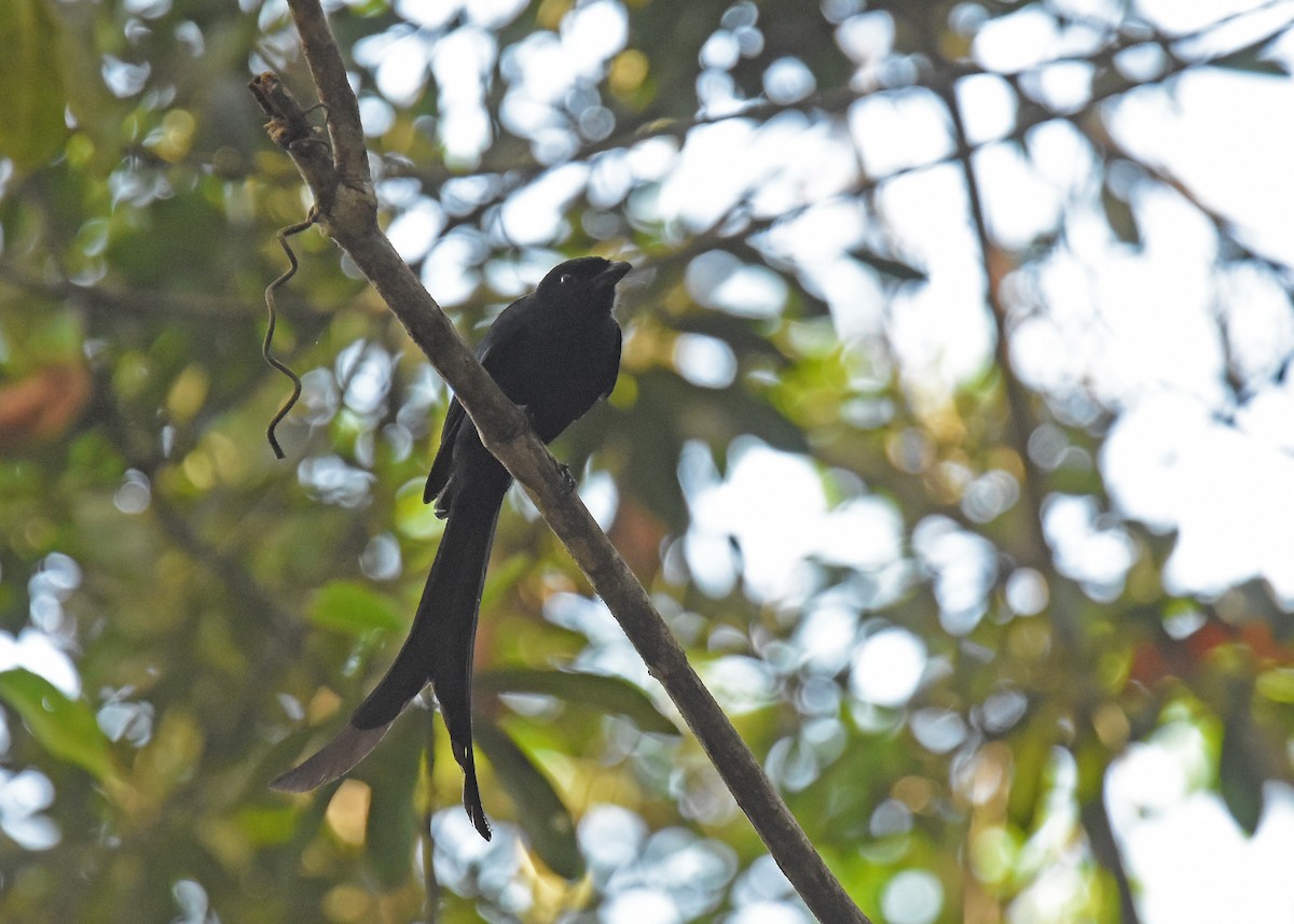 Mayotte Drongo - Mark Whiffin