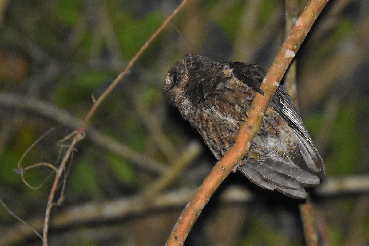 Mayotte Scops-Owl - ML612975631