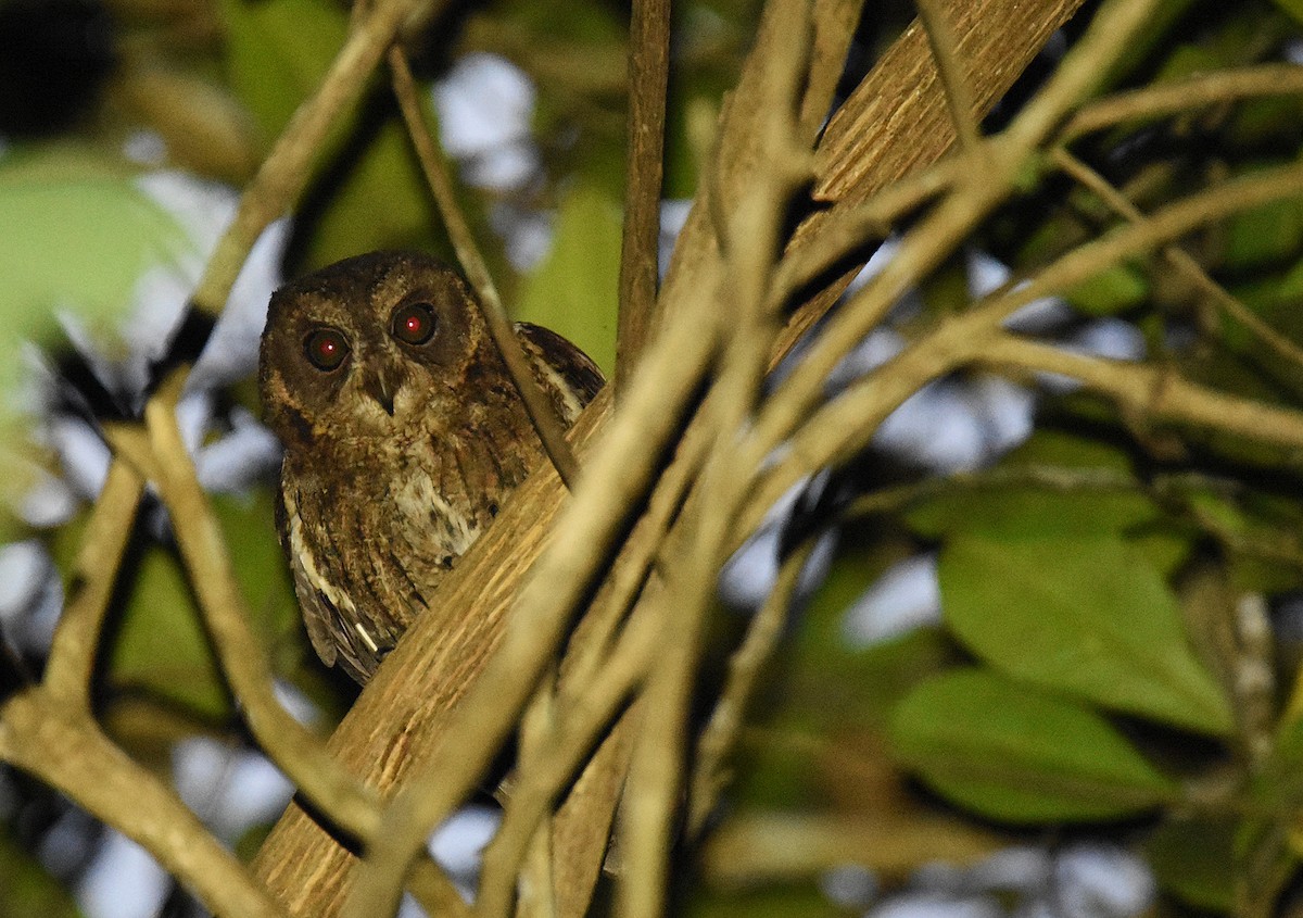 Mayotte Scops-Owl - ML612975632