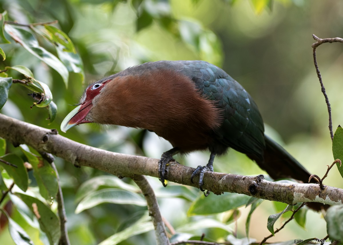 Chestnut-breasted Malkoha (Chestnut-breasted) - Wai Loon Wong