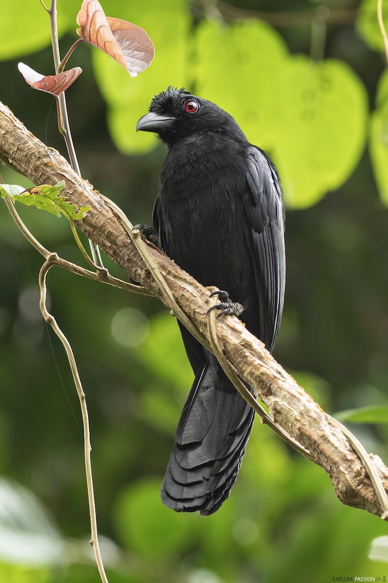 Black Magpie (Bornean) - ML612975901