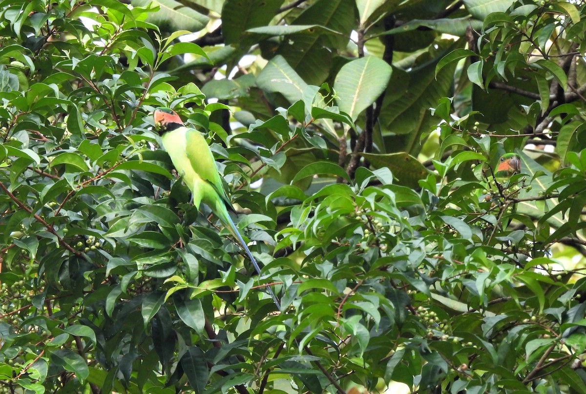 Long-tailed Parakeet - ML612975963