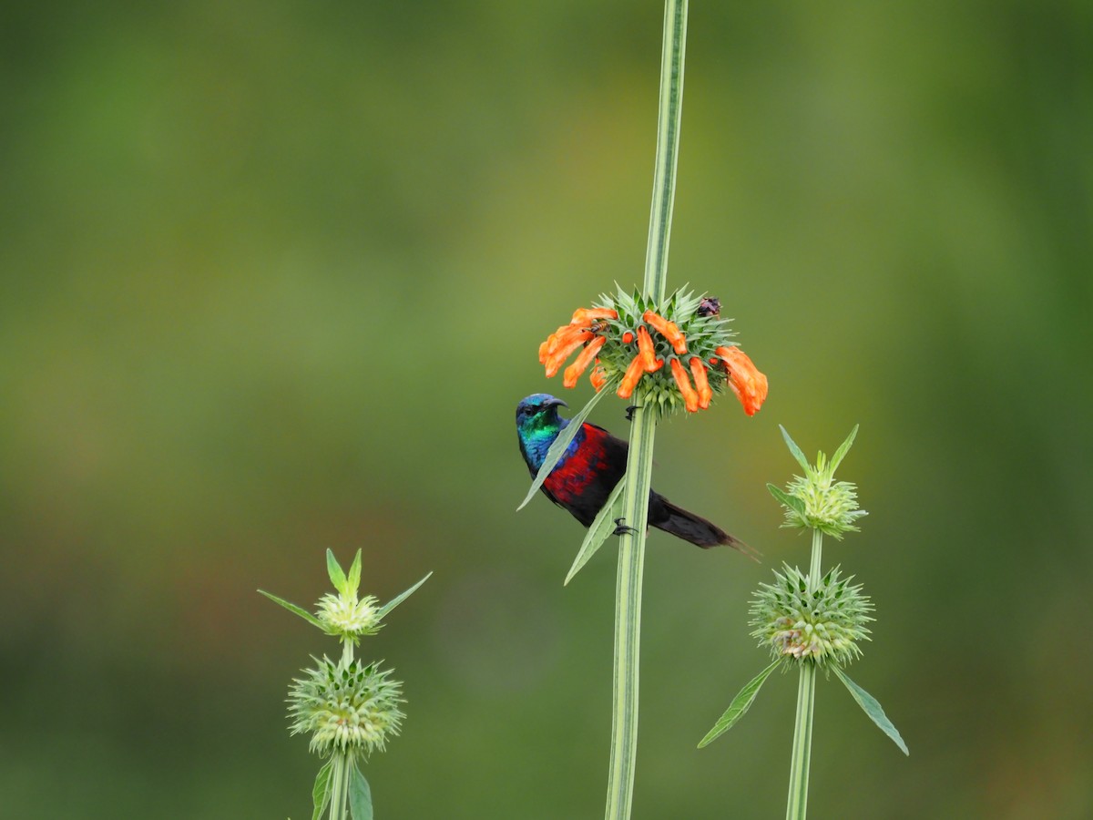 Red-chested Sunbird - ML612975996