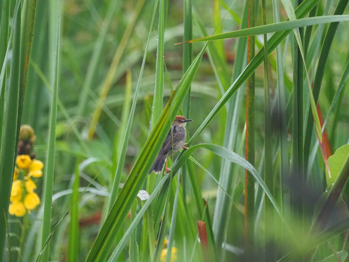 Carruthers's Cisticola - ML612976020