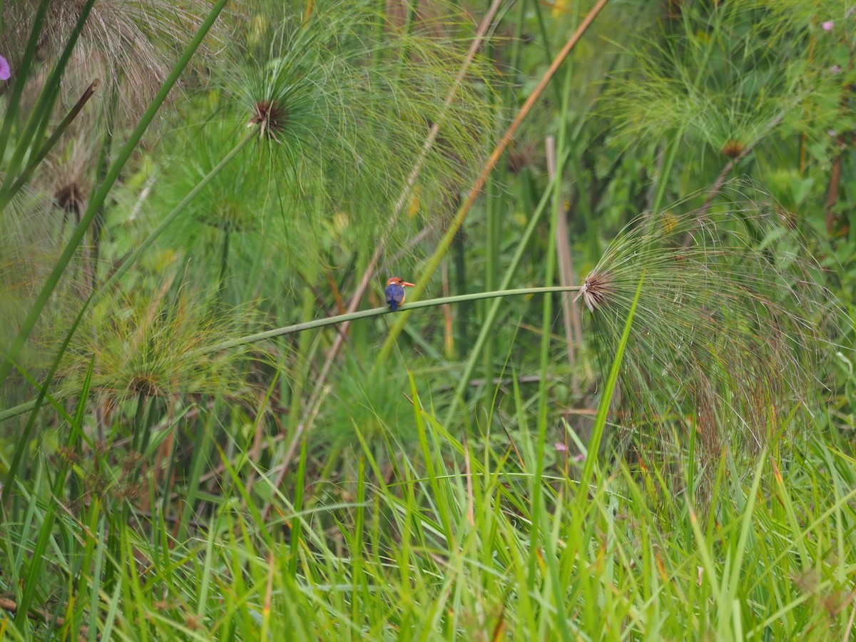 African Pygmy Kingfisher - ML612976078